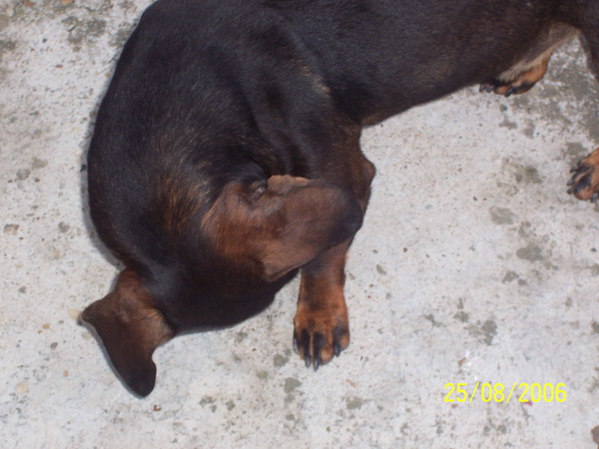 3. Zoroo